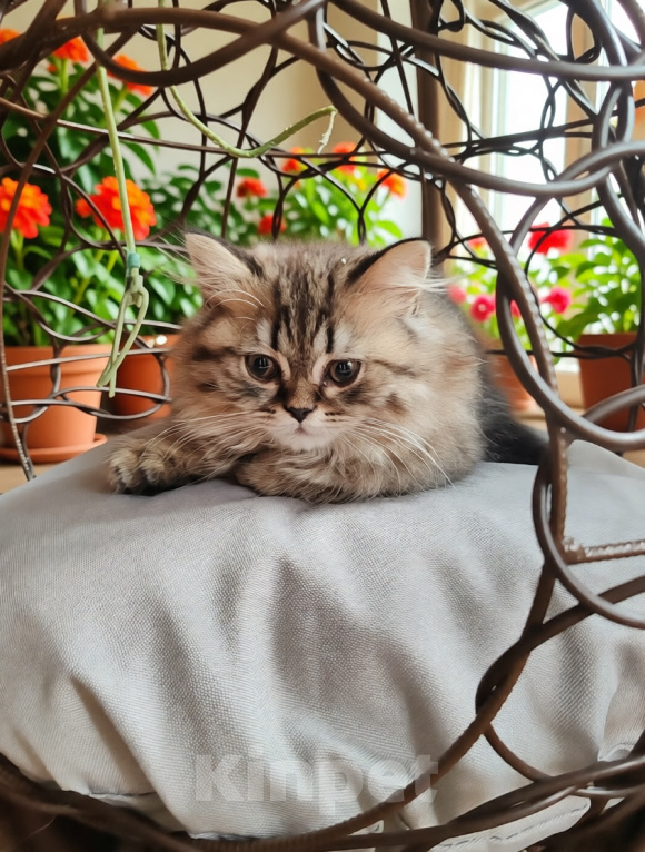 Кошки в Твери: Шотландские котята Скотишь Фолд и Скотишь Страйт Мальчик, Бесплатно - фото 2