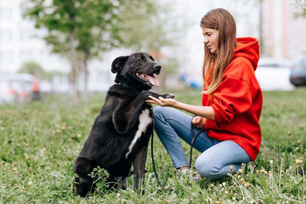 Собаки в Москве: Вокер Мальчик, Бесплатно - фото 2