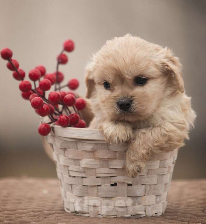 Собаки в Москве: Кавапушки весёлые собачки Мальчик, Бесплатно - фото 2