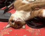 Кошки в Санкт-Петербурге: Кошка Ася Девочка, Бесплатно - фото 2