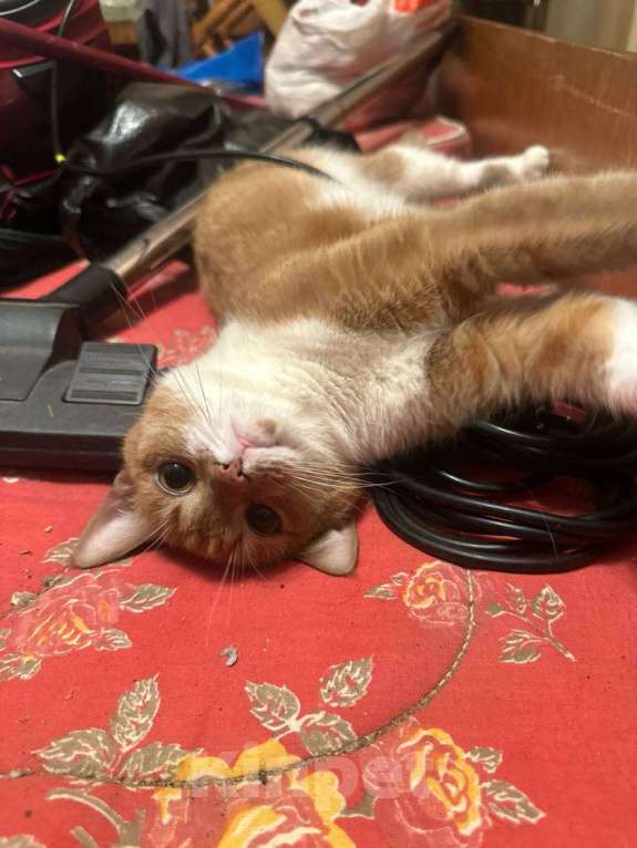 Кошки в Санкт-Петербурге: Кошка Ася Девочка, Бесплатно - фото 2