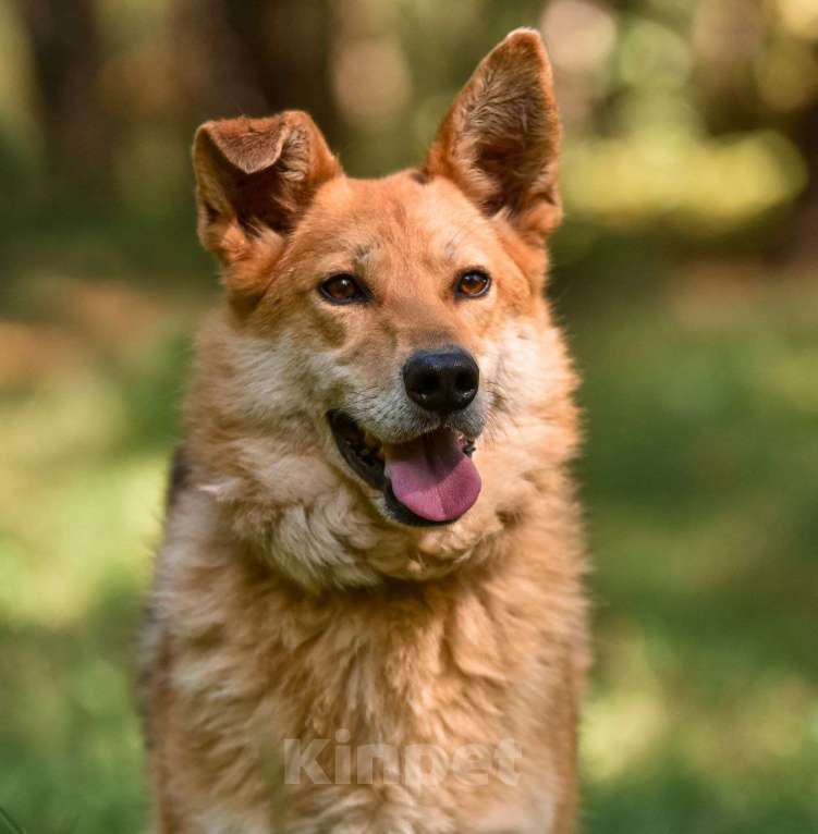 Собаки в Москве: Солнечный пёс Мишка Мальчик, Бесплатно - фото 1