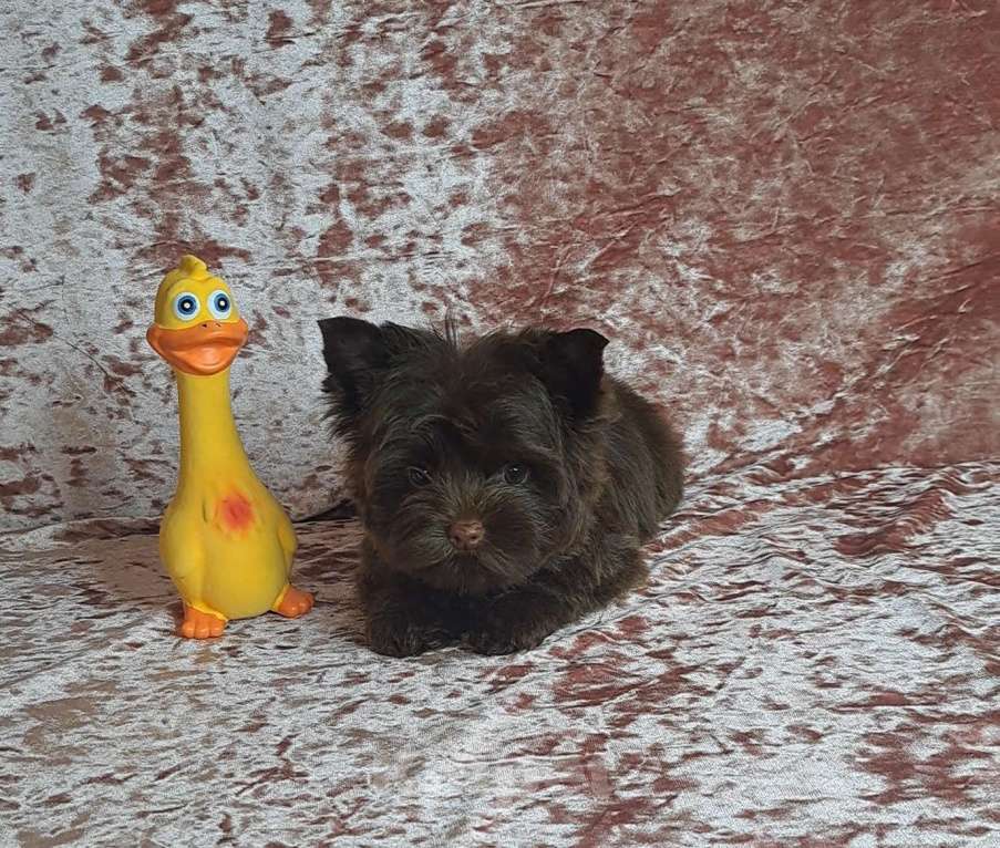 Собаки в Санкт-Петербурге: Шоколадный йорк девочка без подпала Девочка, 120 000 руб. - фото 1