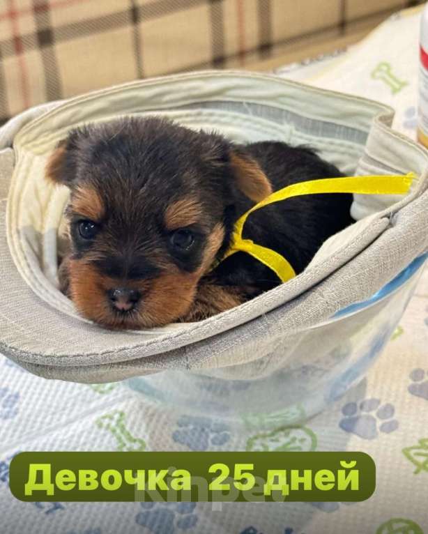 Собаки в Москве: Йорки мини Девочка, 18 000 руб. - фото 1