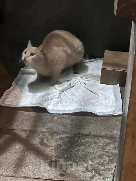 Кошки в Москве: Рыжик ищет своих хозяев Мальчик, Бесплатно - фото 3