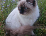 Кошки в Астрахани: Породистые котята, 40 000 руб. - фото 2