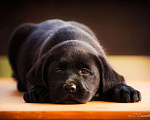 Собаки в Москве: Щенок лабрадора,девочка мальчик чёрный РКФ Мальчик, 50 000 руб. - фото 1