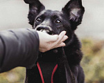 Собаки в Москве: Пристраивается молодой небольшой пёс по имени Космос Мальчик, Бесплатно - фото 3