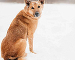Собаки в Москве: Рыжий - обаятельный и интересный пес в добрые руки из приюта Мальчик, 50 руб. - фото 9