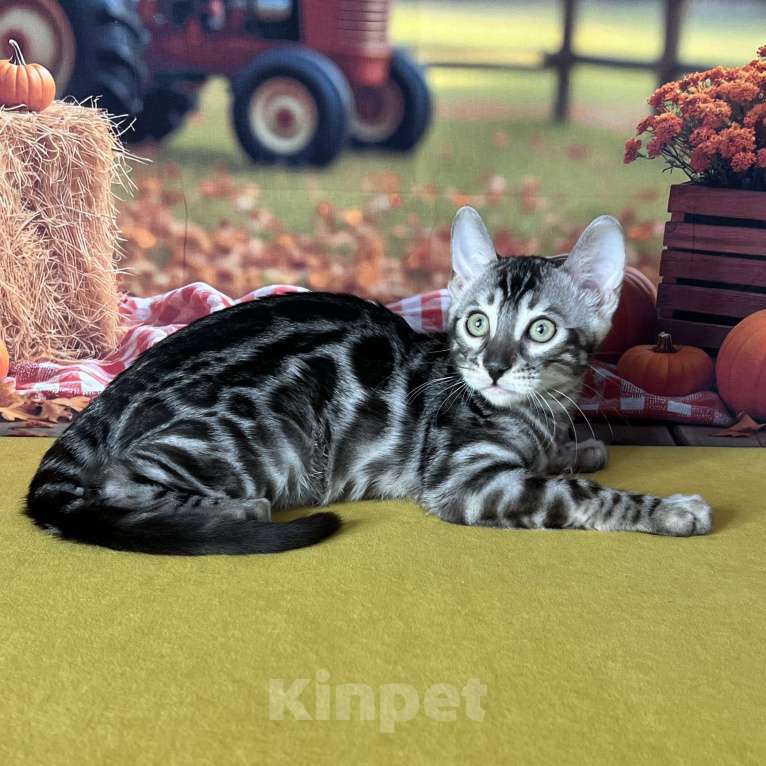 Кошки в Москве: Бенгальские котята серебро с родословной  Мальчик, Бесплатно - фото 6