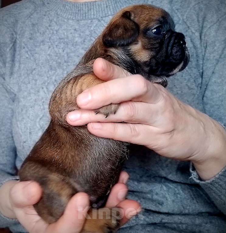 Собаки в Москве: Щенки французики Разнополые, 25 000 руб. - фото 2