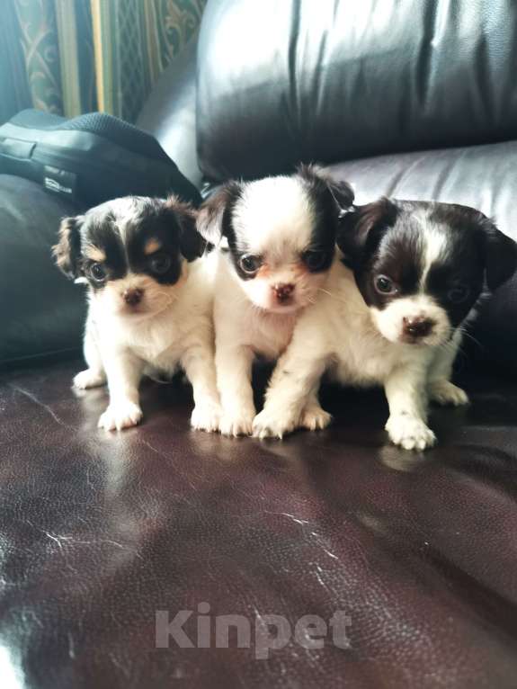 Собаки в Санкт-Петербурге: Щенки чихуахуа Девочка, 10 000 руб. - фото 1