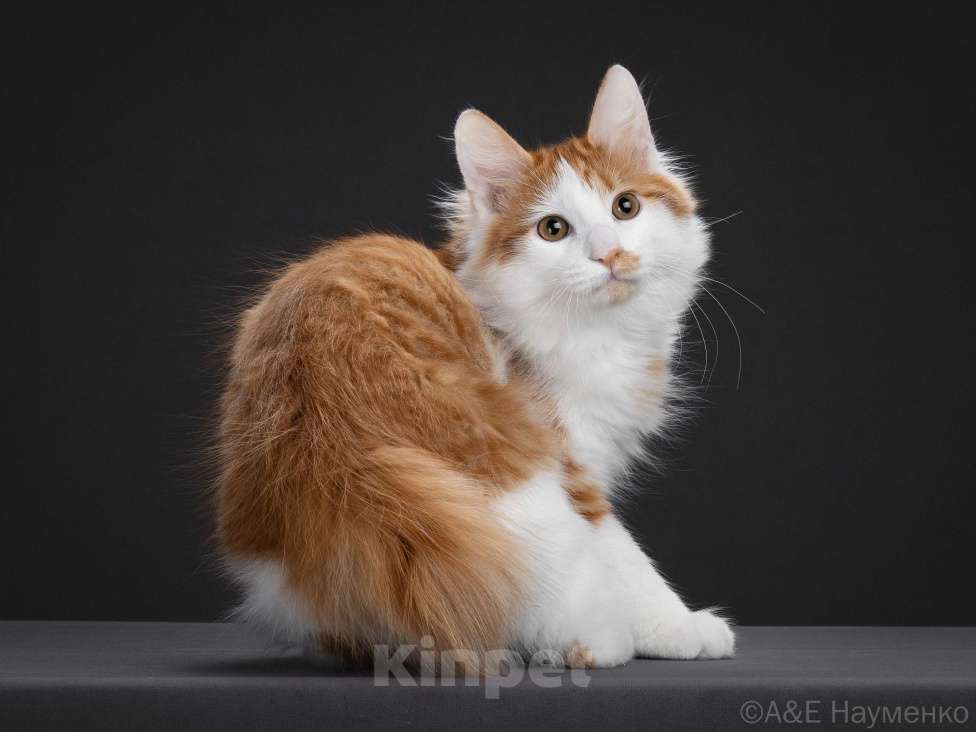 Кошки в Егорьевске: Курильский бобтейл Мальчик, 50 000 руб. - фото 4