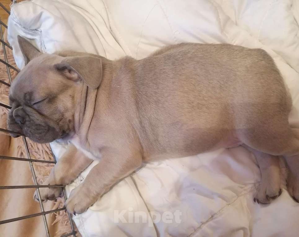 Собаки в Нижнем Новгороде: Предлагаю  к продаже щенков французского бульдога Девочка, 50 000 руб. - фото 9