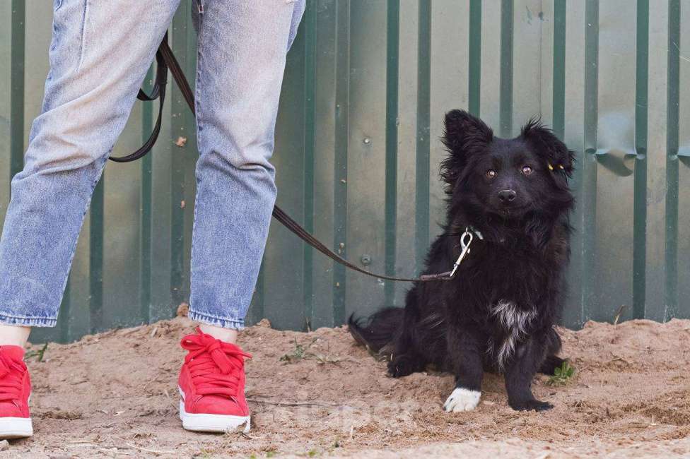 Собаки в других городах Московской области: Малыш Симба в дар Мальчик, Бесплатно - фото 6