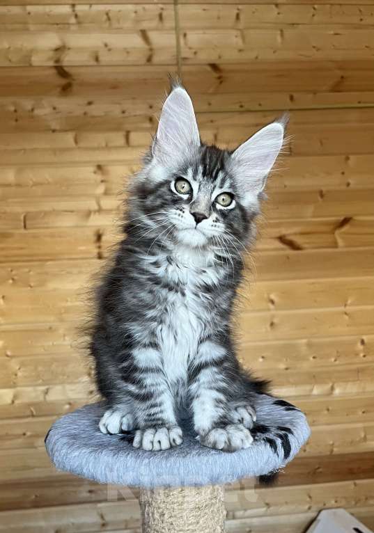 Кошки в других городах Московской области: Котенок Мальчик, 55 000 руб. - фото 2