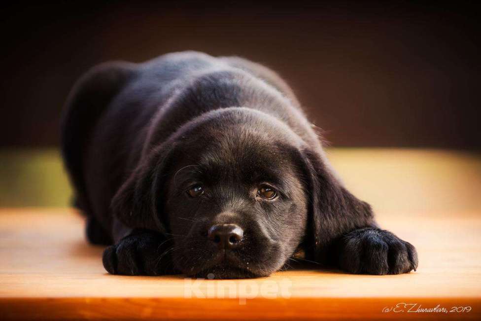 Собаки в Москве: Щенок лабрадора,девочка мальчик чёрный РКФ Мальчик, 50 000 руб. - фото 1