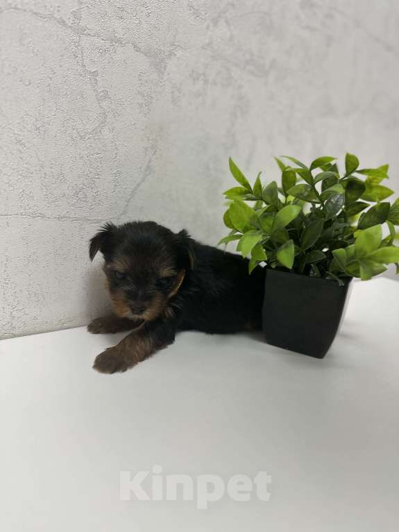 Собаки в Новосибирске: Мини-девочка Девочка, 50 000 руб. - фото 1