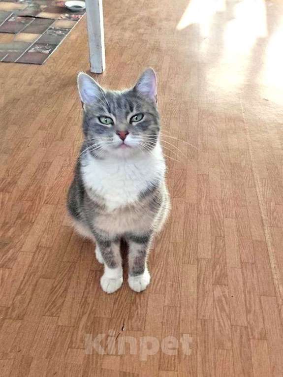 Кошки в Санкт-Петербурге: Мэй, серебристо-дымчатая кошечка, ищет свой дом Девочка, 10 руб. - фото 7