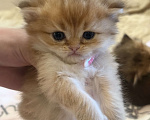 Кошки в Москве: Котята Scottish fold Мальчик, 50 000 руб. - фото 2