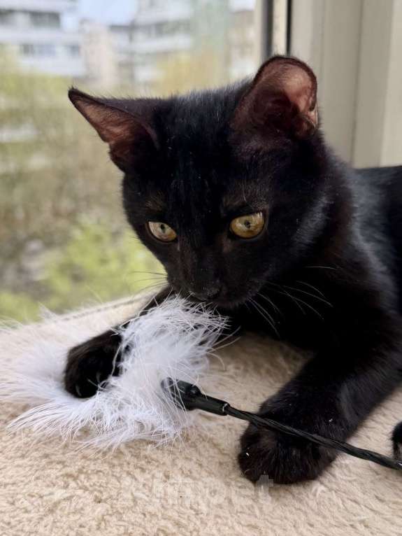 Кошки в Москве: Котенок Оська ищет дом Мальчик, Бесплатно - фото 2