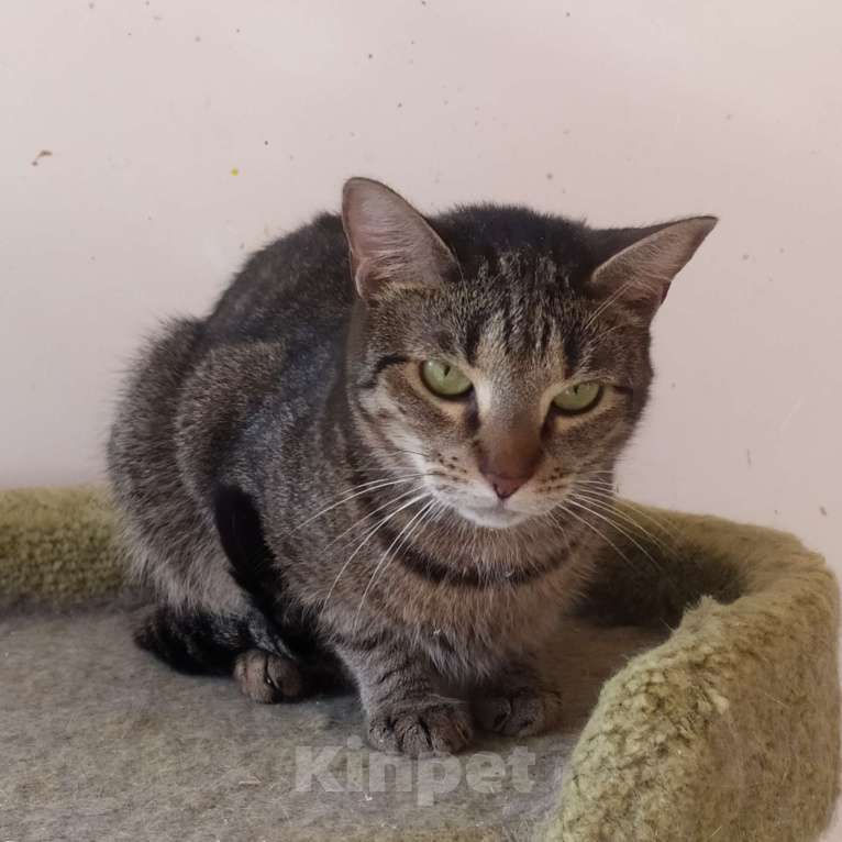 Кошки в Санкт-Петербурге: Маняша из приюта в добрые руки Девочка, Бесплатно - фото 4