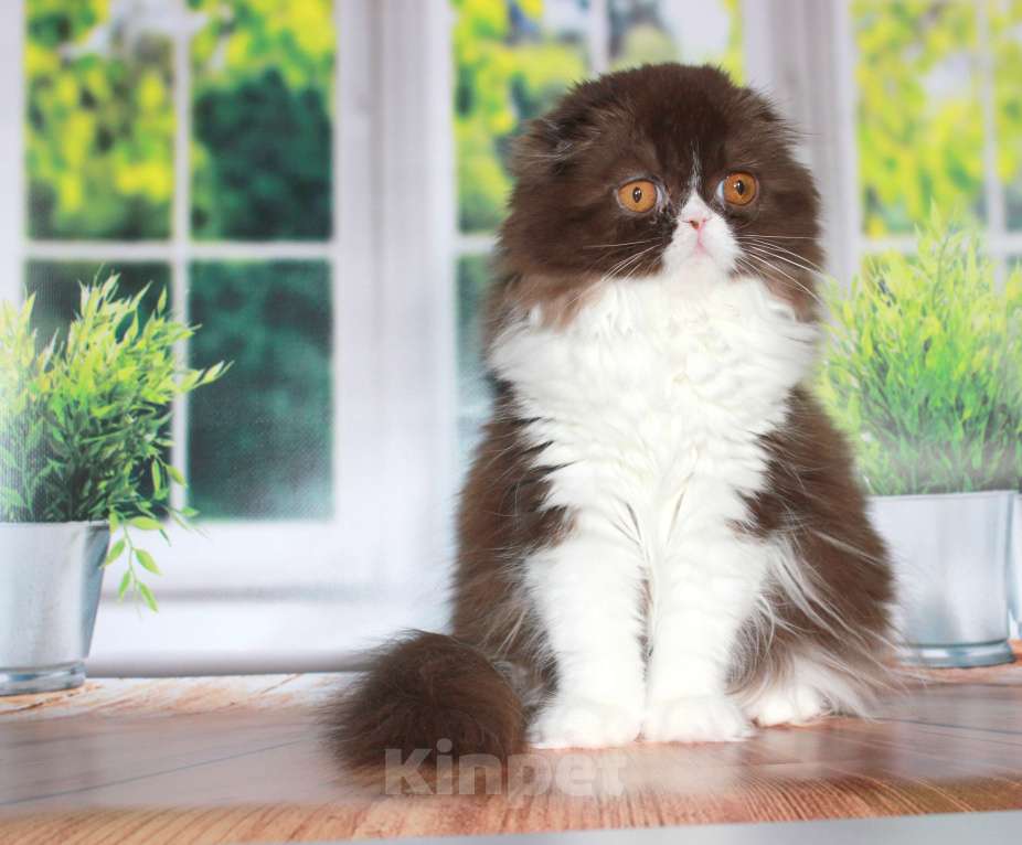 Кошки в Санкт-Петербурге: Шотландская вислоухая шоколадная Девочка, 35 000 руб. - фото 7