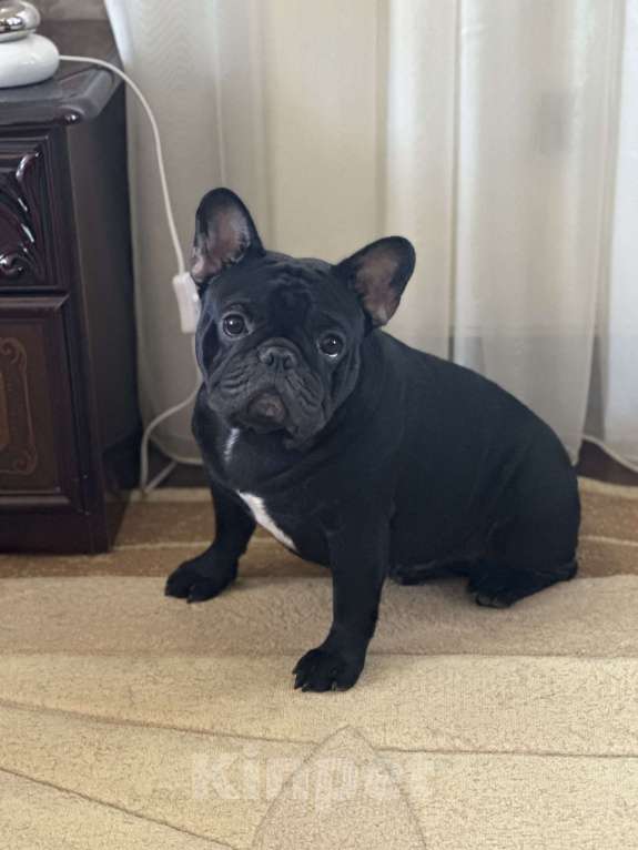 Собаки в Краснодаре: Вязка Тайсон  Мальчик, Бесплатно - фото 4