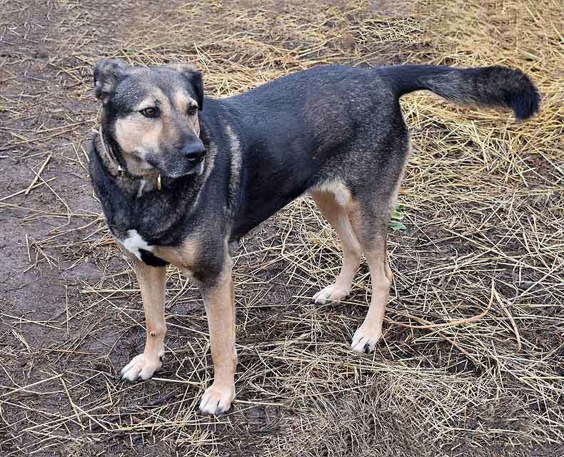 Собаки в Санкт-Петербурге: Бара — собака, которая слишком долго ждёт своего человека Девочка, Бесплатно - фото 4