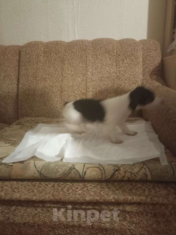 Собаки в Москве: Продаются  щенки Девочка, 25 000 руб. - фото 3