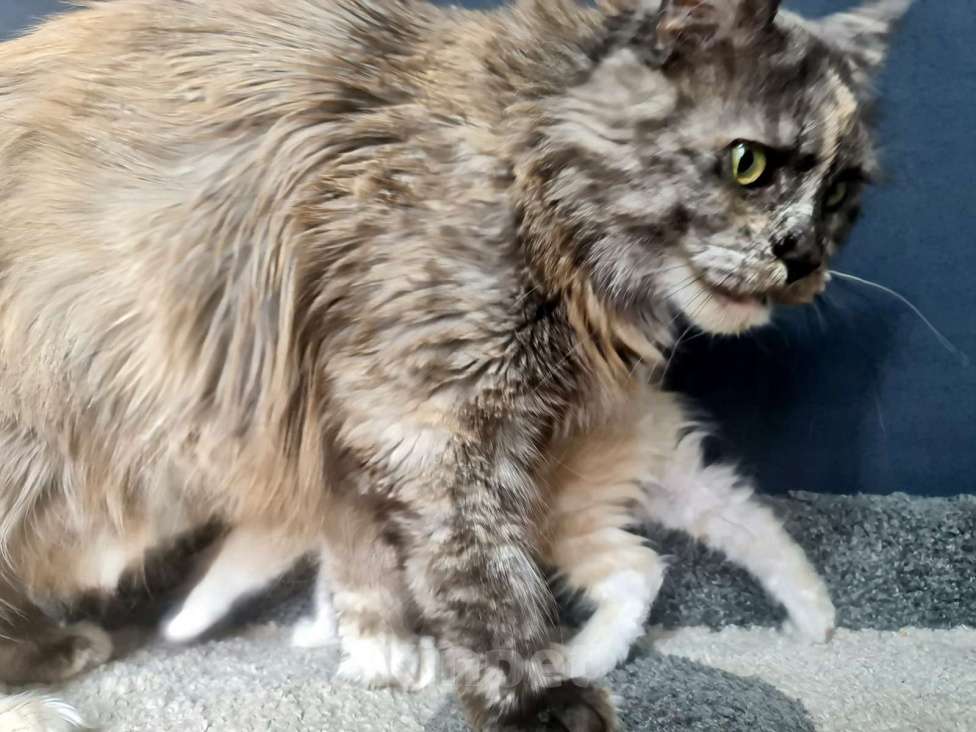 Кошки в других городах Ярославской области: Мейн кун мальчик Мальчик, Бесплатно - фото 6