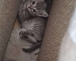 Кошки в Ростове-на-Дону: Шотландские котята Девочка, 1 000 руб. - фото 1