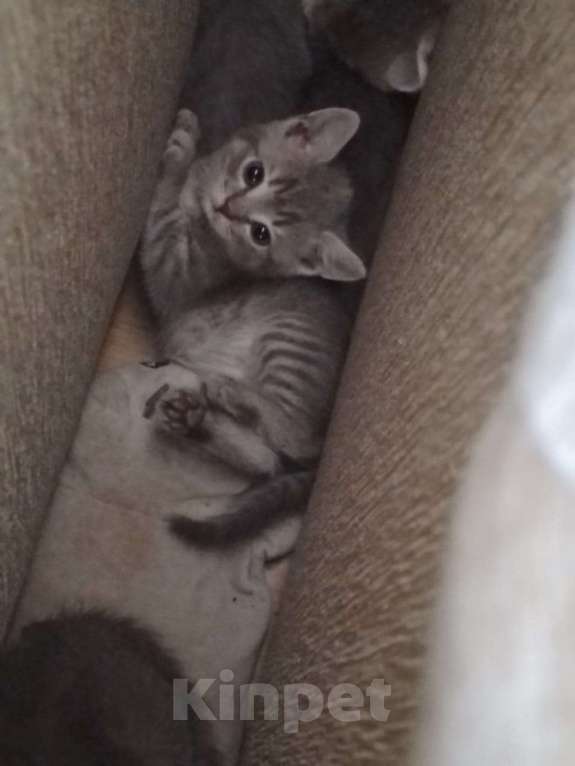 Кошки в Ростове-на-Дону: Шотландские котята Девочка, 1 000 руб. - фото 1