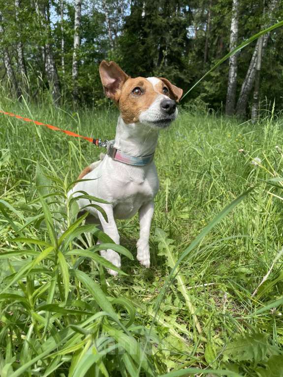 Собаки в Мытищах: Ищем теплый дом  Девочка, Бесплатно - фото 9