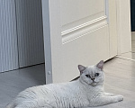 Кошки в Москве: Продаю котенка Мальчик, 20 000 руб. - фото 4