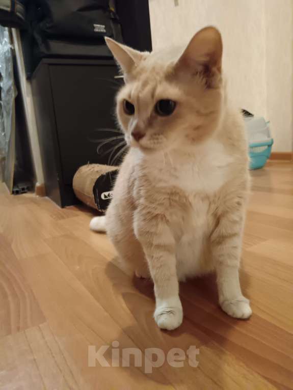 Кошки в Санкт-Петербурге: Кошка Амели  Девочка, Бесплатно - фото 2