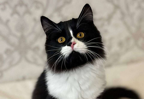 А не хотите ли вы завести Бонифация?