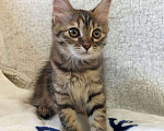 Кошки в Москве: Маленькая полосатая кото-рысь ищет дом Девочка, 10 руб. - фото 3