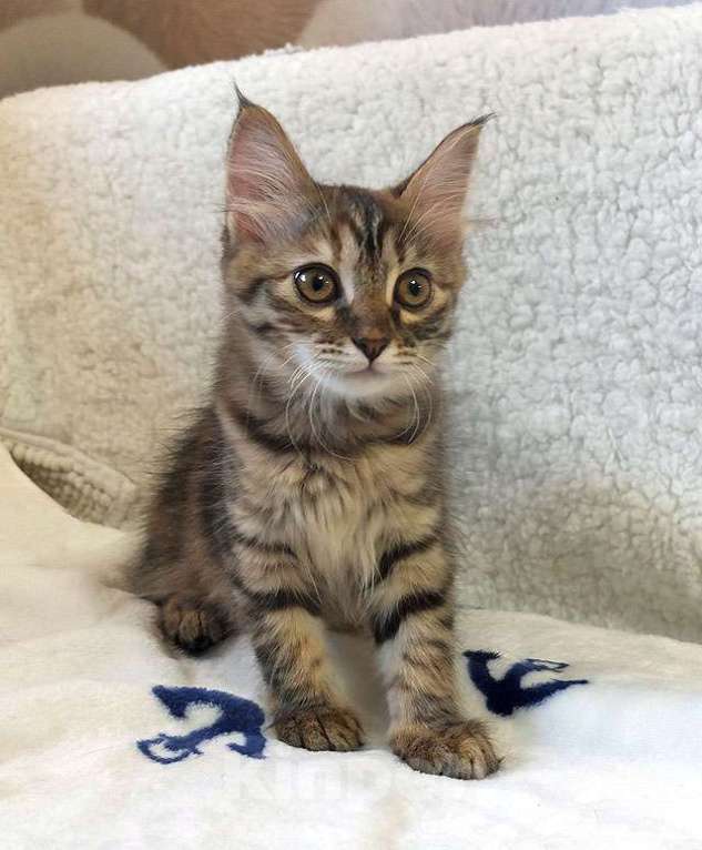 Кошки в Москве: Маленькая полосатая кото-рысь ищет дом Девочка, 10 руб. - фото 3
