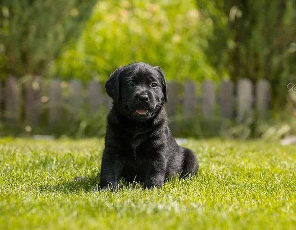 Собаки в Самаре: Мальвина  Девочка, 45 000 руб. - фото 2