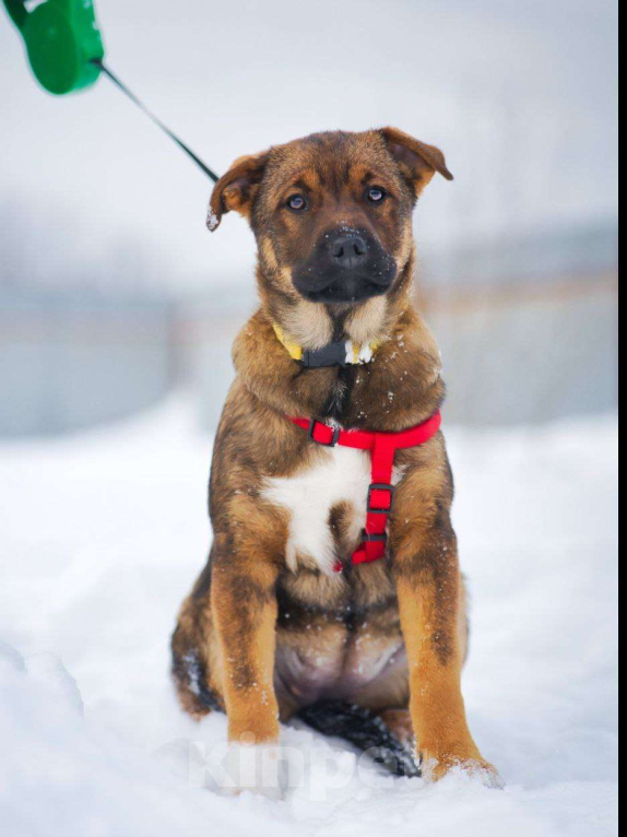 Собаки в Москве: Стеснительная БЭЛЛА ищет надежного человека Девочка, Бесплатно - фото 5