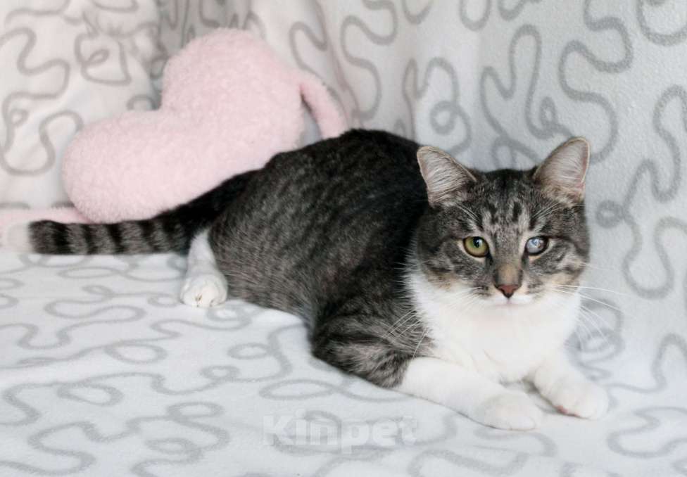 Кошки в Москве: Котя и Масик Мальчик, Бесплатно - фото 6