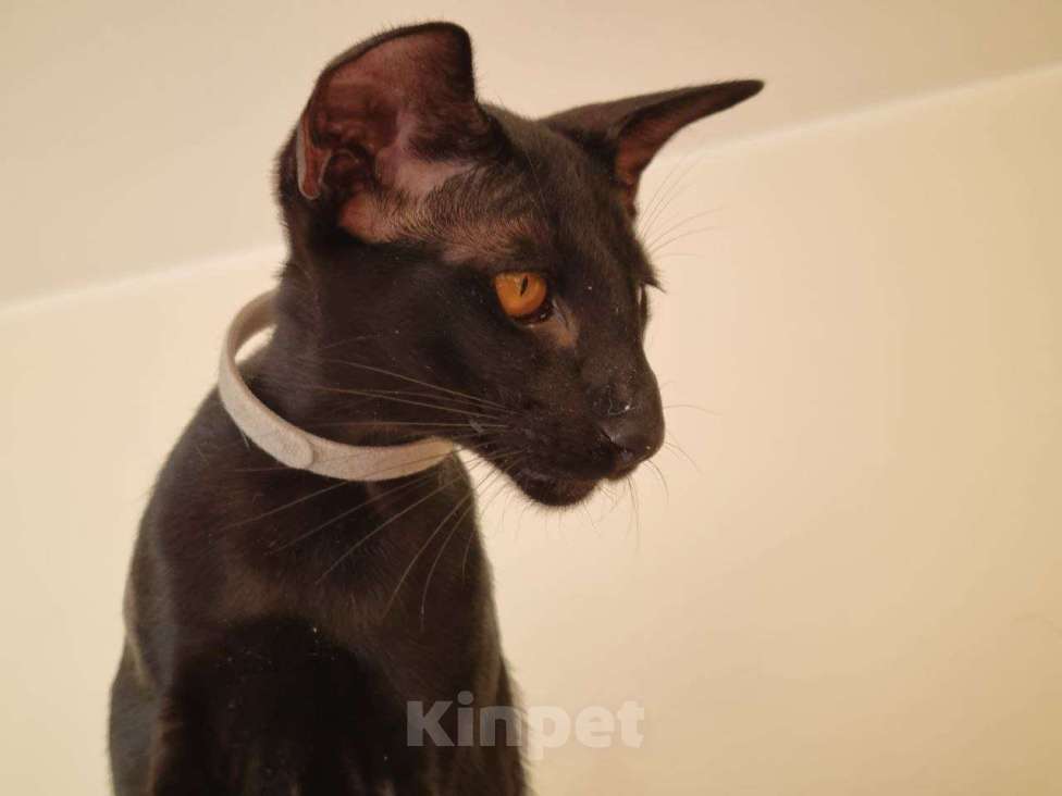 Кошки в Москве: Ориентальный сиамский котенок мальчик. Москва Девочка, 40 000 руб. - фото 3