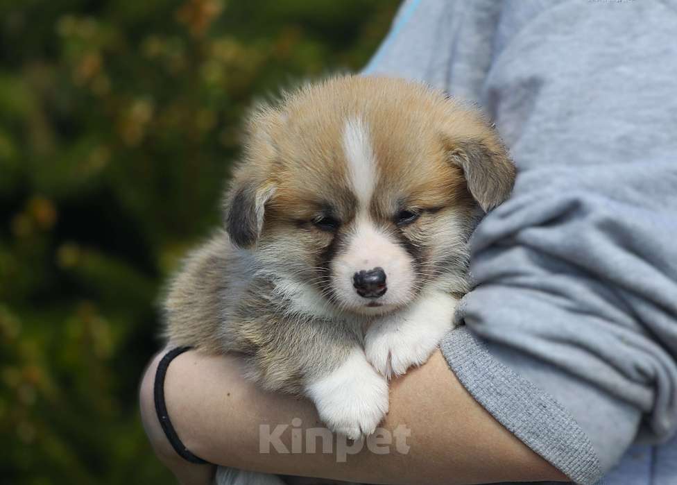 Собаки в Санкт-Петербурге: Прекрасные мальчишки Вельш Корги Пемброк Мальчик, 60 000 руб. - фото 2
