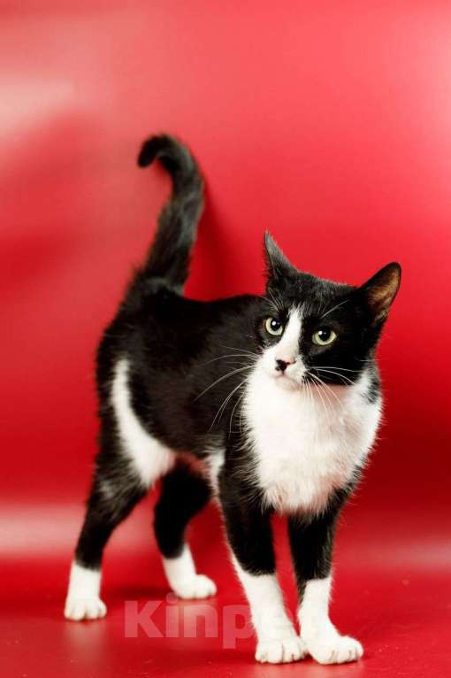 Кошки в Москве: Гаянэ, кошка- антидепрессант Девочка, Бесплатно - фото 8