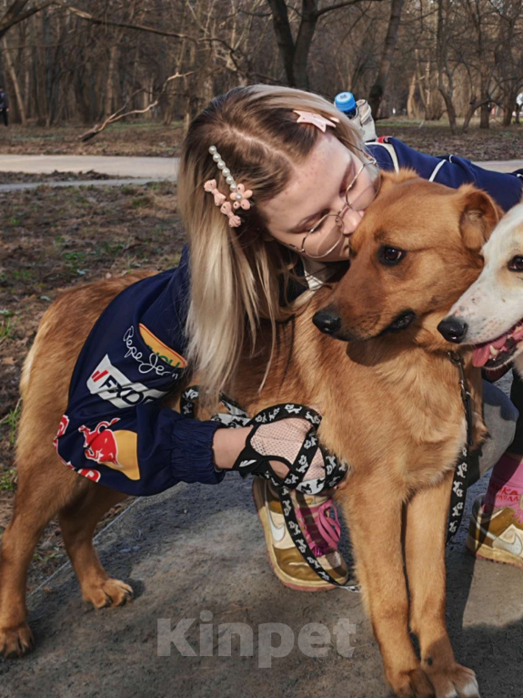 Собаки в Москве: Хомяк Мальчик, Бесплатно - фото 4