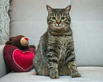 Кошки в Москве: Кошка Моника ищет дом Девочка, Бесплатно - фото 2
