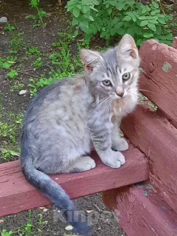 Кошки в Москве: Котята Шурик, Мия и Валентин ищут дом. Мальчик, Бесплатно - фото 4