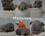 Собаки в Сергиеве Посаде: Щенок Французского бульдога Мальчик, 80 000 руб. - фото 1