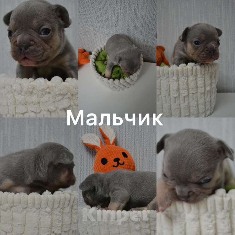 Собаки в Сергиеве Посаде: Щенок Французского бульдога Мальчик, 80 000 руб. - фото 1